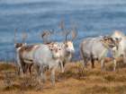 Semi-domesticated reindeer on the island Senja near Mefjordvaer during late winter. Norway. Art Print